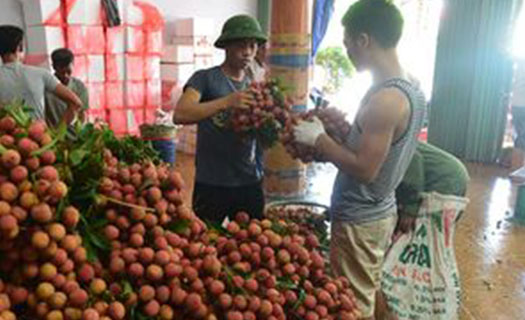 Mã số vùng trồng - uy tín  cho nông sản Việt